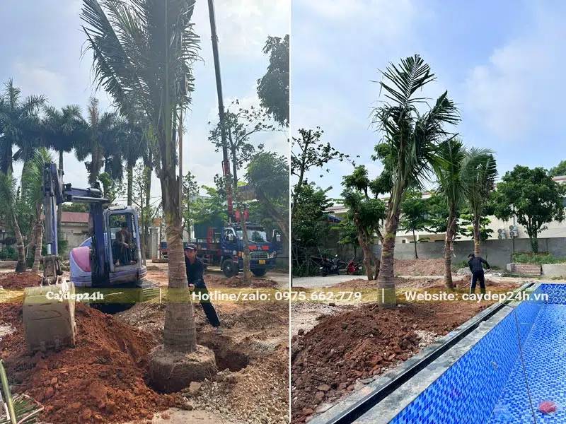 Hình ảnh quá trình trồng cây dừa quanh khu vực hồ bơi của nhà hàng