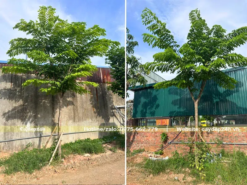 Giáng Hương đuôi công cao hơn 3m trồng quanh nhà hàng tại Hà Nội