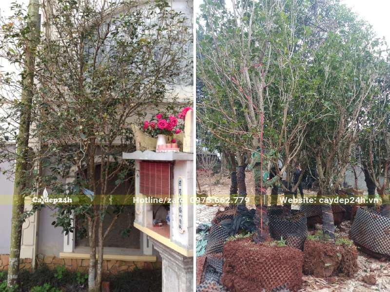 Cây Mộc Hương cổ thụ cao khoảng 3m, đường kính lớn trồng trước nhà