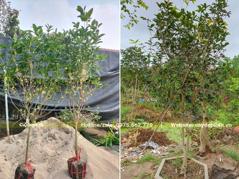 Cây hoa Mộc Hương nở hoa, chiều cao cây khoảng 1m, đường kính gốc 1 - 2cm