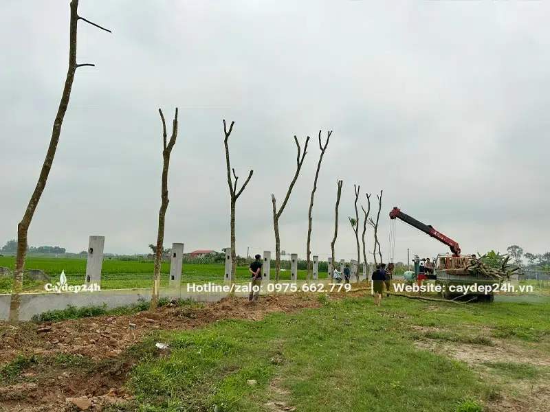 Trồng hàng cây Giáng Hương đường kính gốc 15cm