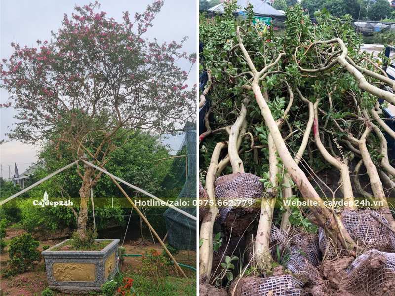 Tường Vi cổ thụ, đường kính gốc gần 10cm