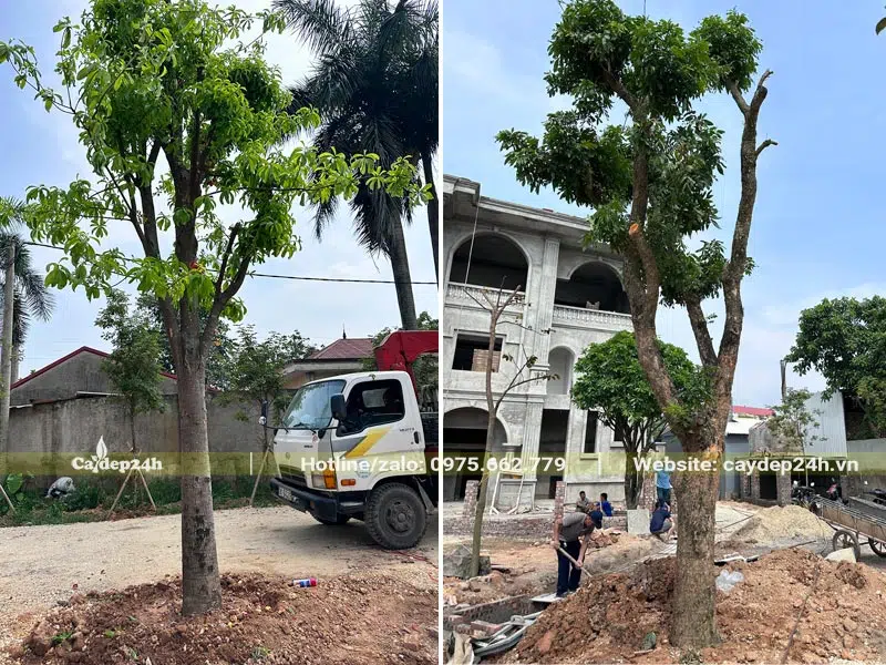 Trồng cây Sala và cây Nhãn cổ thụ cho nhà hàng tại Hà Nội