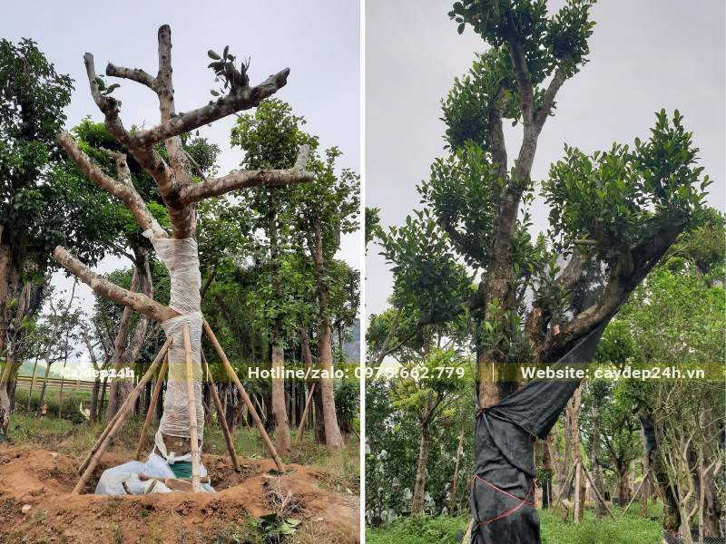 Kỹ thuật trồng dâm ủ cây Mít công trình cổ thụ