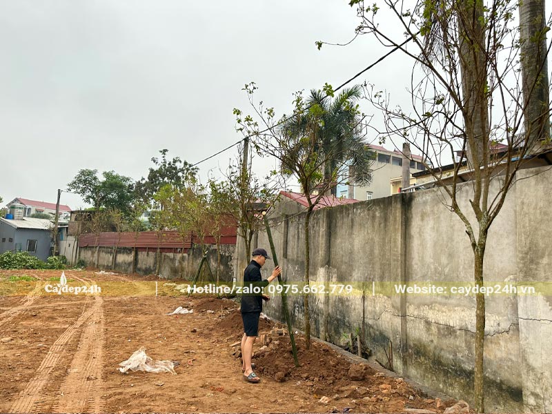 Phong Linh vàng trồng bao quanh sân vườn và khu để xe của nhà hàng