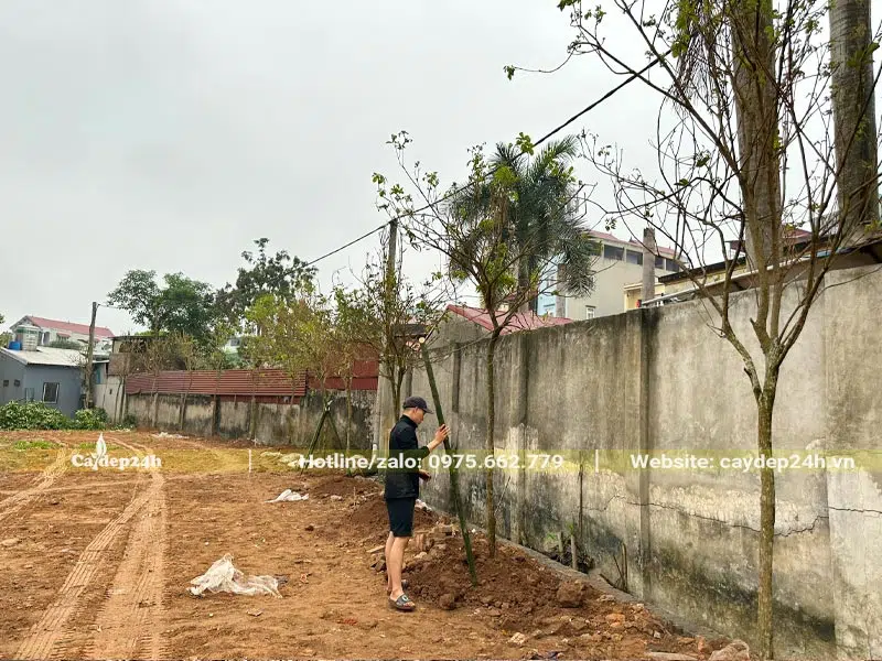 Phong Linh vàng trồng bao quanh sân vườn và khu để xe của nhà hàng