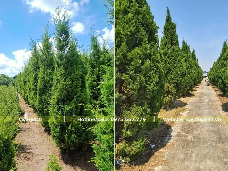 Vườn trồng số lượng lớn Tùng Tháp trưởng thành và cây lâu năm