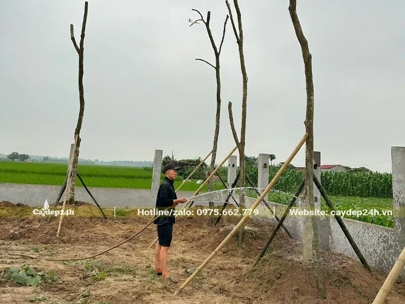 Công nhân đang tưới nước cho hàng cây Giáng Hướng sau khi trồng và chống cọc xong
