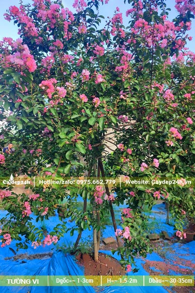 Vườn trồng số lượng lớn cây Tường Vi, chiều cao từ 1 - 1,5m