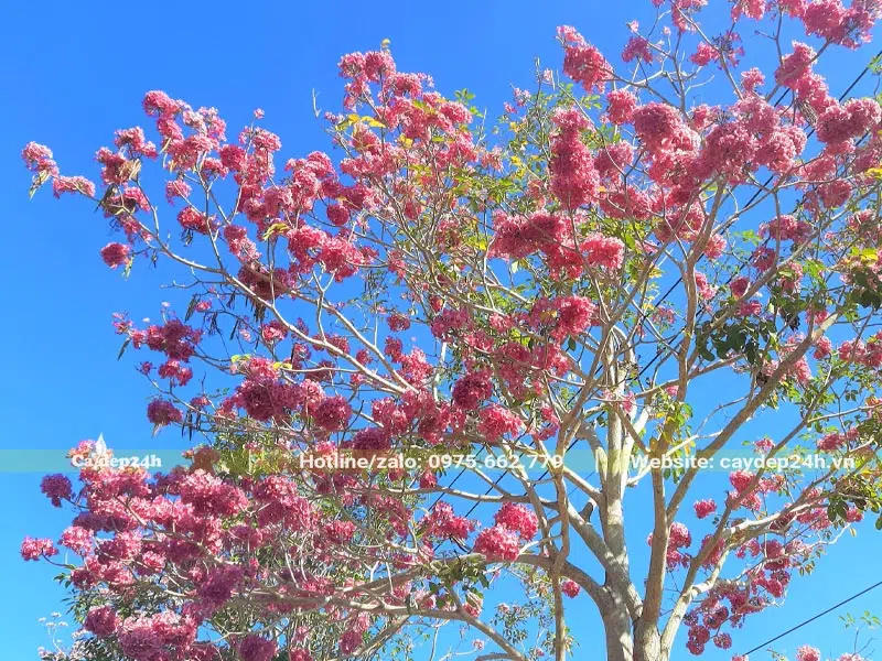 Khi cây Kèn Hồng công trình nở hoa lá sẽ rụng gần hết