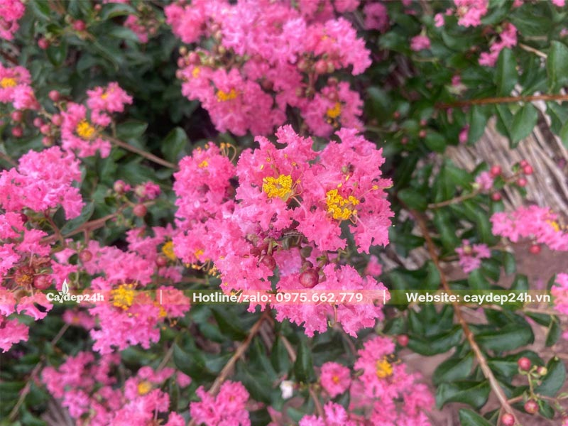 Hoa Tường Vi hồng xinh đẹp, mọc thành những chùm lớn