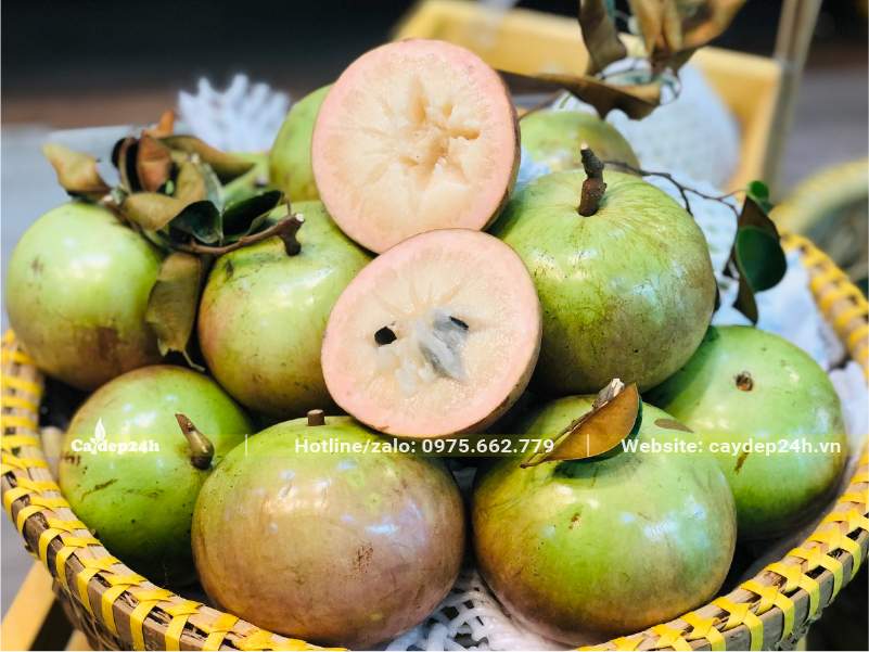 Quả Vú Sữa Bơ Hồng có nhiều thịt và khá ngọt