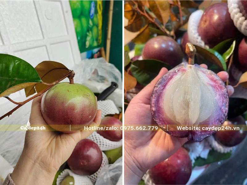 Thu hoạch quả Vú Sữa Lò Rèn