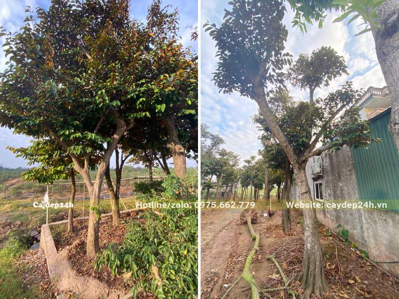 Nhà vườn dưỡng số lượng lớn cây Vú Sữa công trình cao 2 - 3m