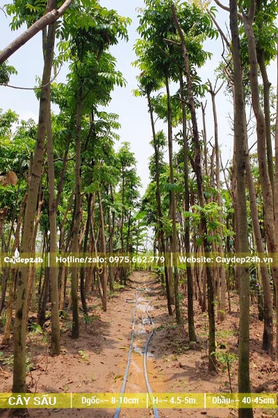 Hàng trăm cây sấu công trình chiều cao từ 4 - 5m đã dâm ủ kỹ