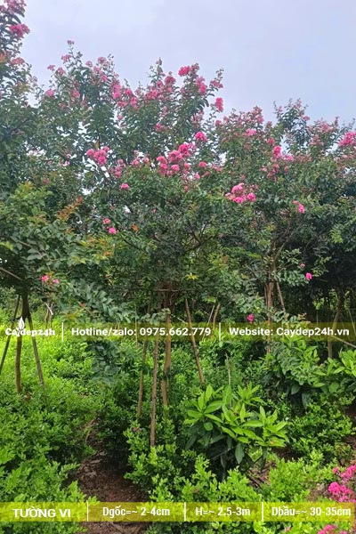 Cây Tường Vi trồng thành vườn lớn, chiều cao từ 2,5 - 3m