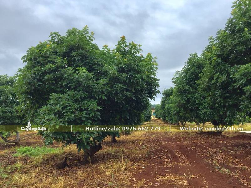 Vườn chuyên canh cây Bơ, số lượng hàng trăm gốc, đường kính gốc khoảng 20cm