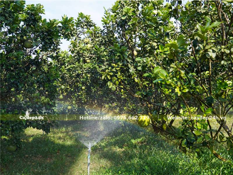 Vườn trồng cây Bưởi công trình lâu năm, chiều cao khoảng 4m