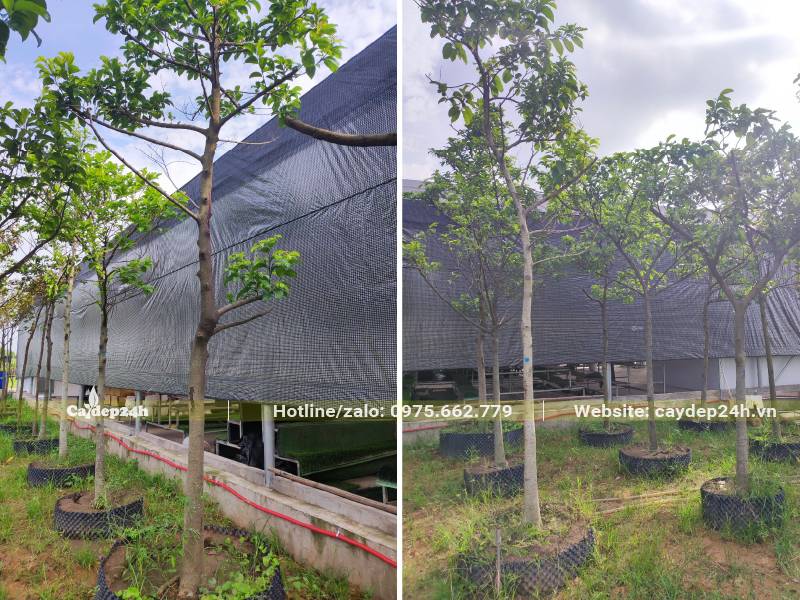 Chay dâm ủ chiều cao khoảng 4,5m