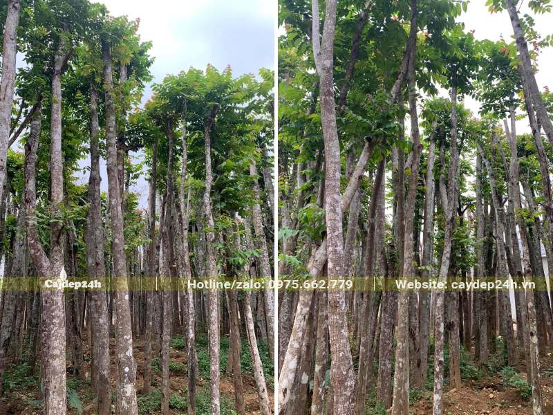 Cành tán mới của cây Lát Hoa đang ra sau khoảng 6 tháng dâm ủ