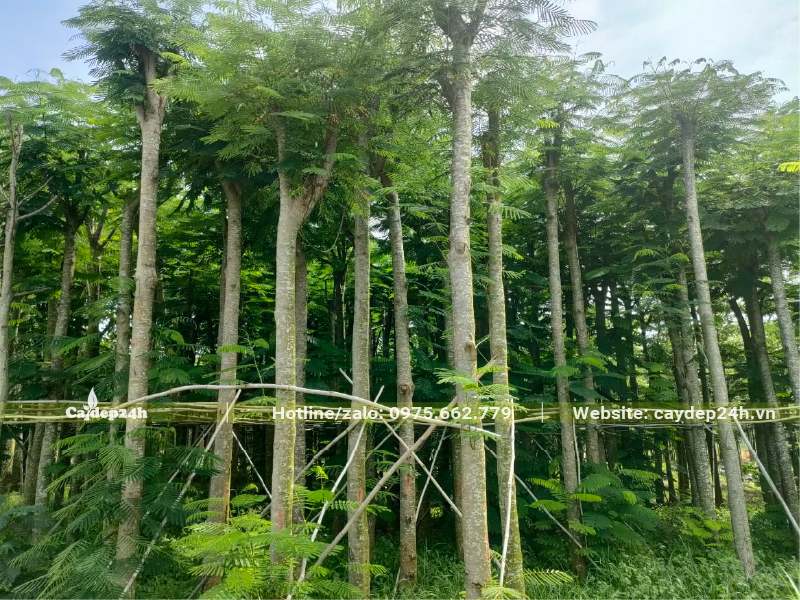 Vườn dưỡng ủ cây hoa Phượng đỏ công trình lâu năm