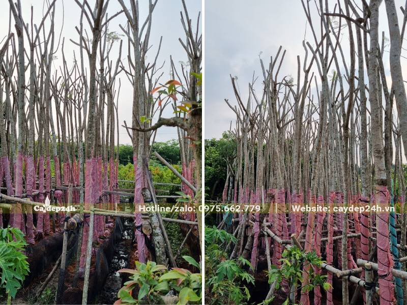 những hàng cây hoa Phượng Tím dưỡng bầu được dựng ngay ngắn, buộc cố định vào giàn đỡ