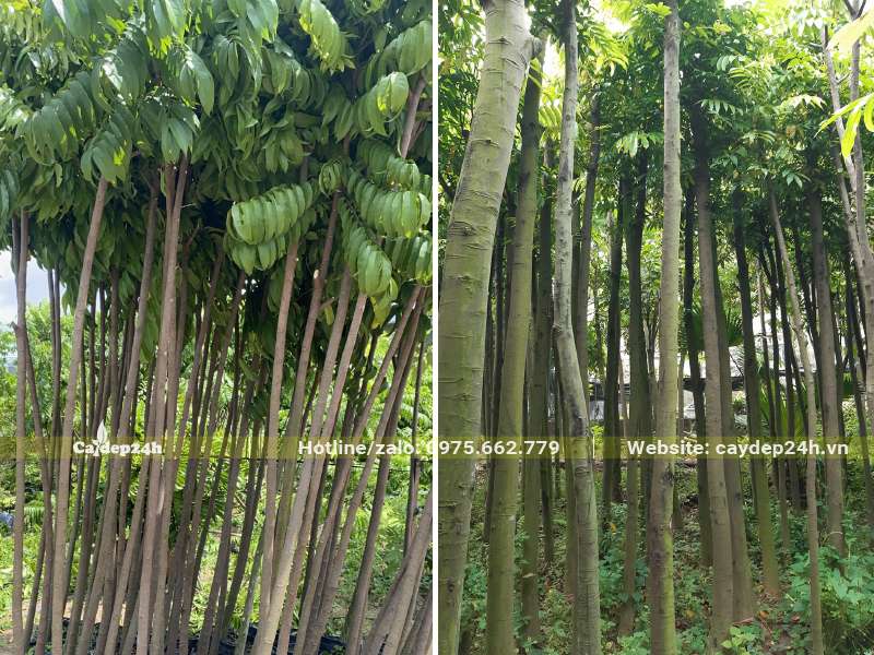 Vườn dâm ủ Sấu công trình kích thước to nhỏ đều có đủ