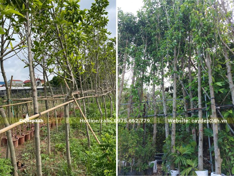 Những hàng Ngọc Lan công trình cao hơn 3m đã dâm ủ hơn 1 năm