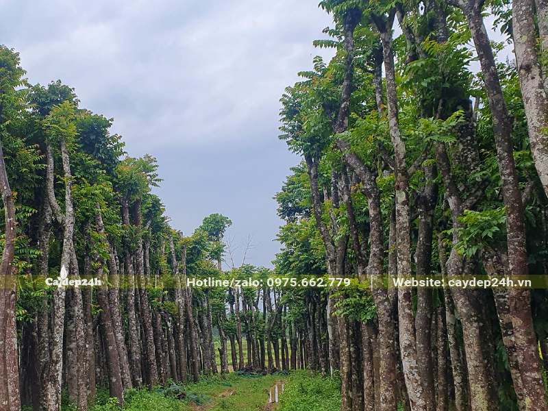 Vườn dâm ủ cây Lát Hoa đường kính gốc 10 - 15cm