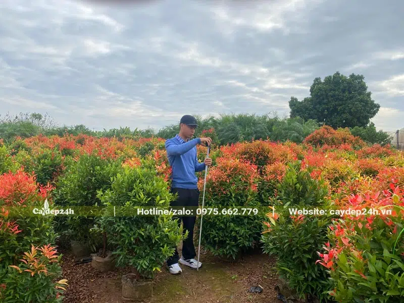 Vườn Hồng Lộc cao từ 1m trở lên, tán đẹp