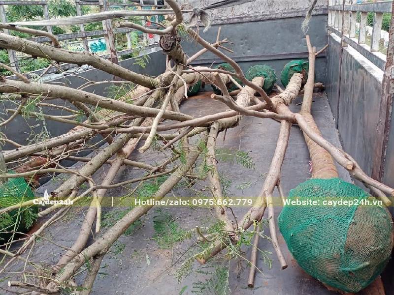 3 cây Phượng Tím công trình đk gốc 15cm vừa xếp lên thùng xe