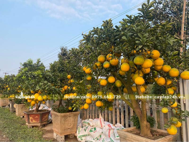 Những chậu Bưởi bonsai đẹp để chơi Tết