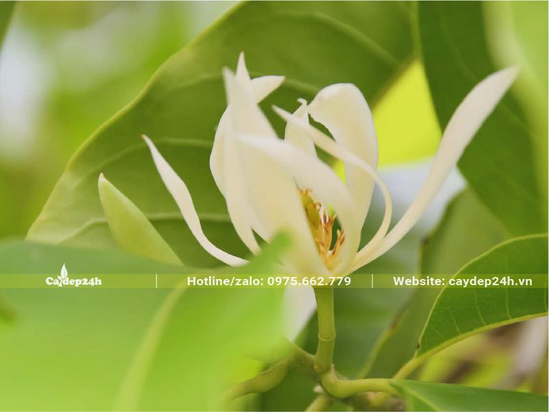 Bông hoa Ngọc Lan mọc chen trong tán lá