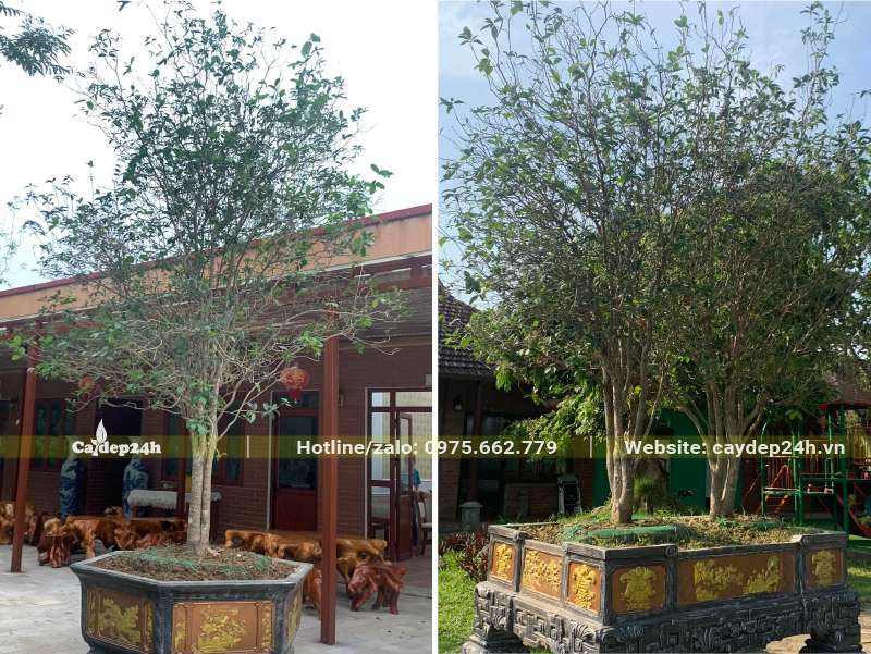 Những chậu cây cảnh Mộc Hương mang ý nghĩa may mắn, bình an