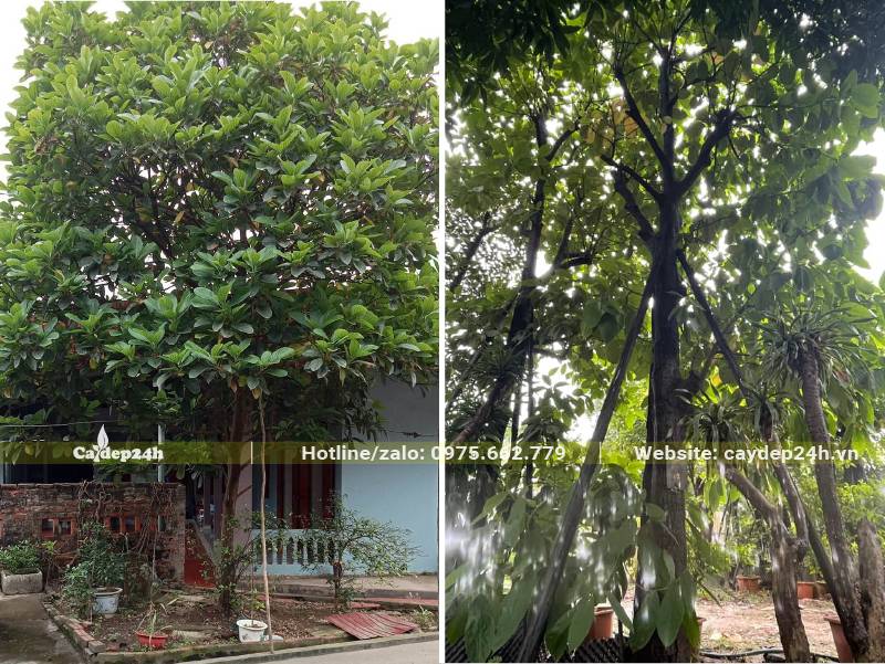 Trước nhà trồng cây Bơ lâu năm, đường kính thân 15 - 25cm