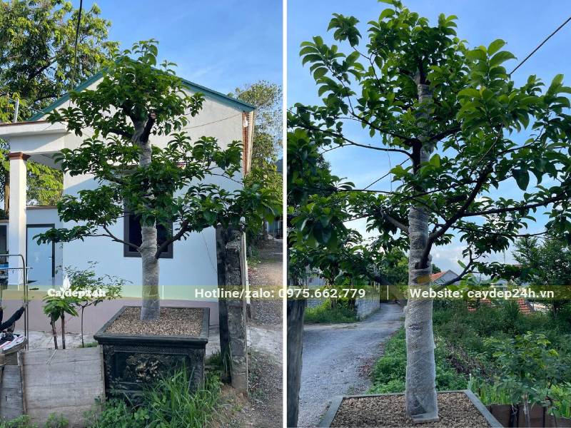 Trồng cây chay công trình trong chậu cảnh, đường kính gốc gần 20cm