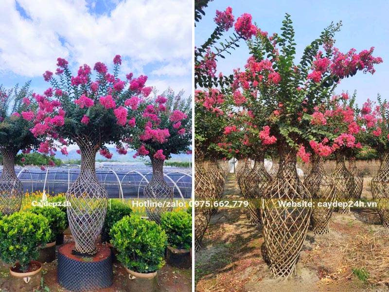 Thân cây được uốn tạo thành hình Lộc Bình đẹp, bên trên là những cành hoa tương vi xinh đẹp