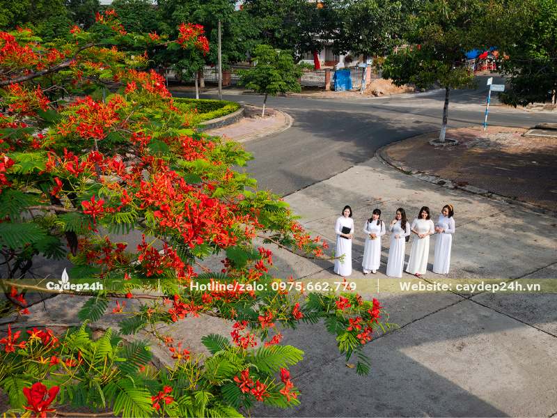 Cây Phượng Đỏ trồng trong sân trường học