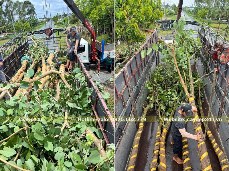 Xếp lên xe hàng chục cây Ban Tím Hoàng Hậu  trưởng thành, đường kính gốc từ 15cm trở lên