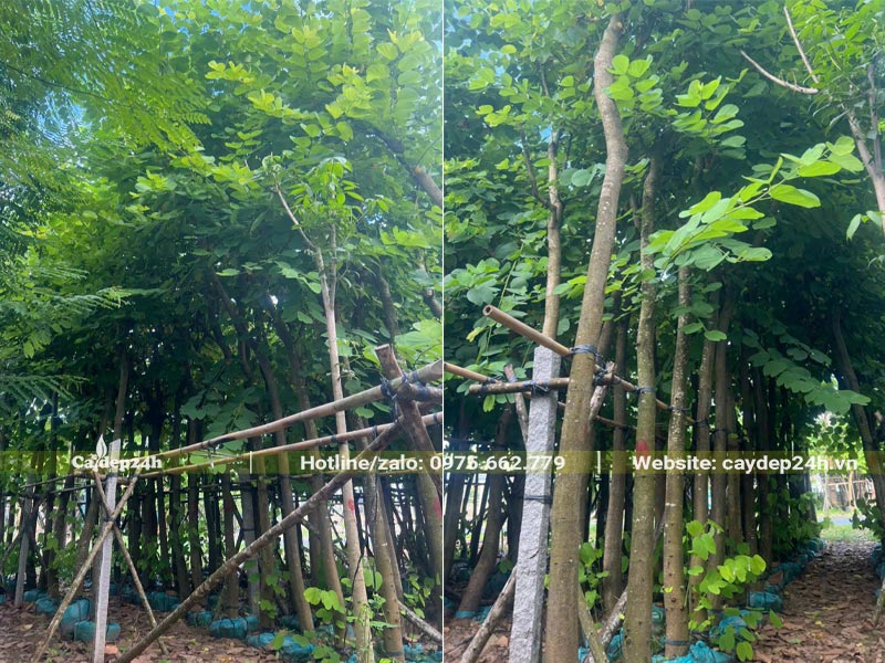 Những hàng cây Ban Tím trưởng thành đã dâm ủ, chuyển đảo