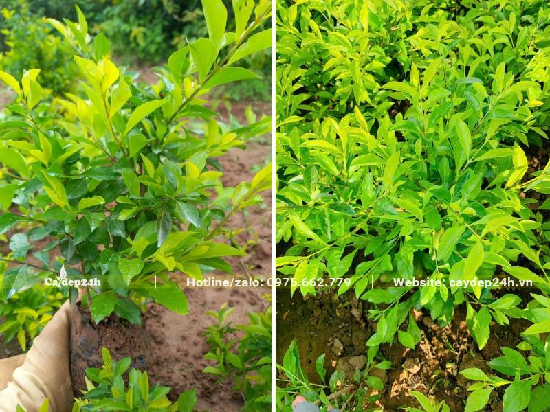 Cây Chuỗi Ngọc cao 20 - 25cm, lá tươi tốt, bóng mượt