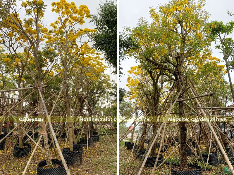 Vườn dâm ủ cây Chuông Vàng cổ thụ, đường kính từ 15cm