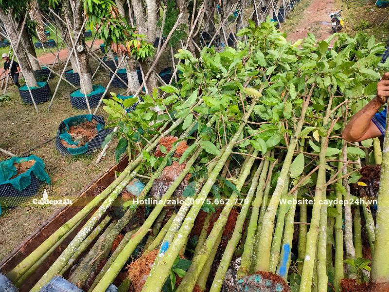 Đang xếp hơn 100 cây Dầu Rái công trình đường kính góc 15cm lên xe