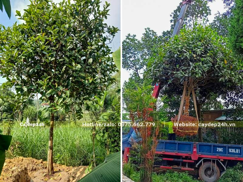 Bứng cây hao Hải Đường và cẩu lên xe