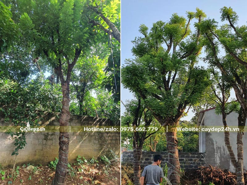 Hòe Hoa cổ thụ dâm ủ đường kính gốc 30cm