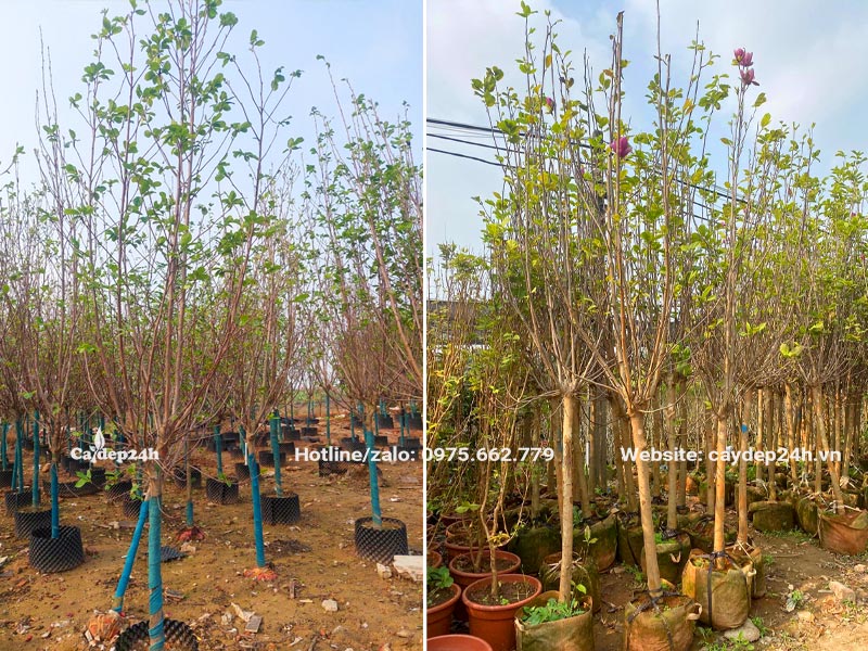 Khu vực dâm ủ số lượng lớn cây hoa Mộc Lan cao 2 - 4m