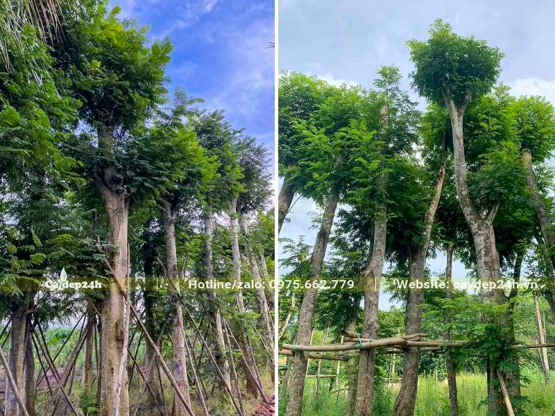 Hàng cây Lim Xẹt dâm ủ được chống cọc cẩn thận, cây cao, đường kính gốc lớn