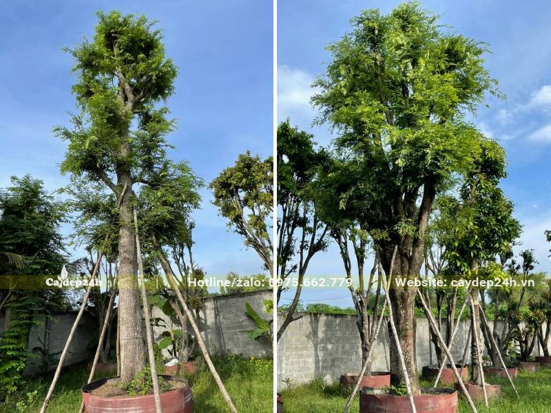 Cây Me cổ thụ đường kính gốc từ 30 - 35cm đã dâm ủ nhiều năm