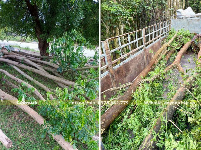 Xếp Me Tây công trình đường kính gốc 10 - 15cm lên xe chuyển đến công trình cho khách hàng