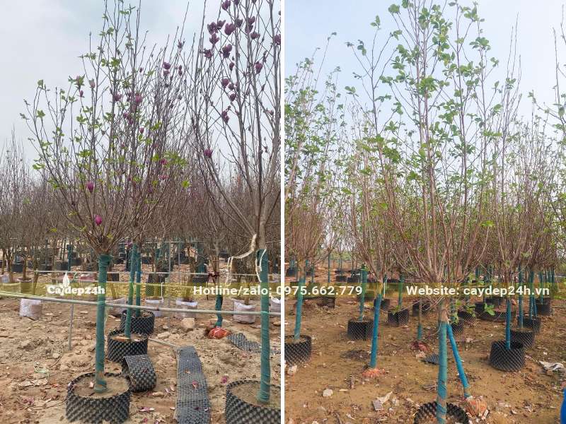 Vườn dâm ủ cây hoa Mộc Lan trong bầu nổi, đường kính gốc 5 - 8cm